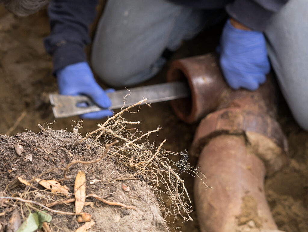 Tree Roots in Commercial Sewer Lines: Signs, Damage, and Next Steps